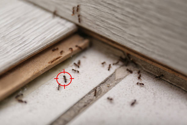 Best Wasp Removal Services  in Wilkshire Hills, OH